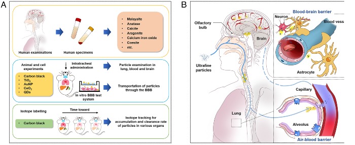 Partículas nocivas en el cerebro humano y animal